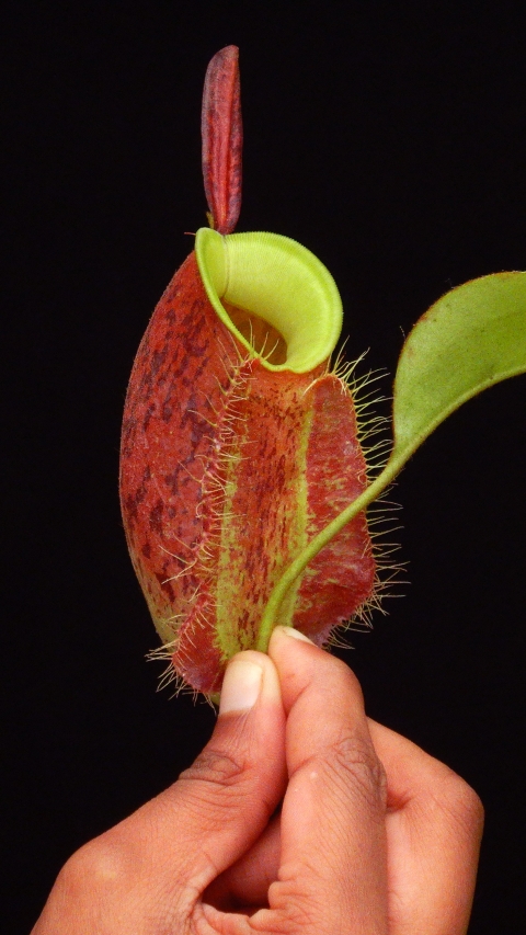 N. ampullaria 'Lime Twist'