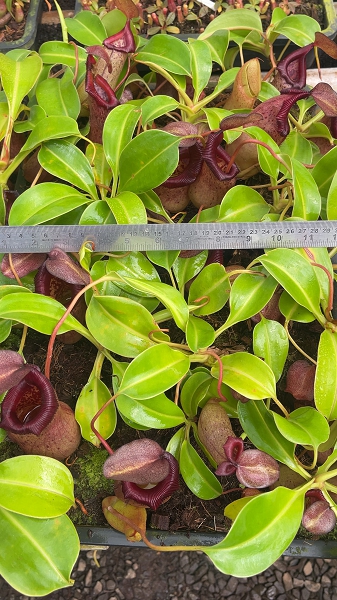 N. ventricosa x robcantleyi – assorted clones