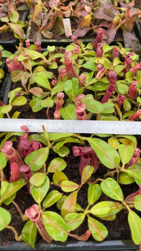 N. glandulifera x veitchii - assorted clones