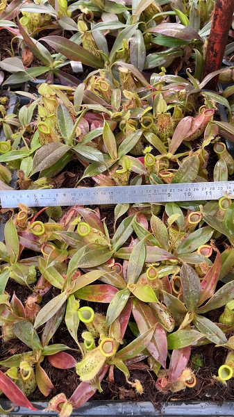 N. ampullaria x hamata – selected speckled clone