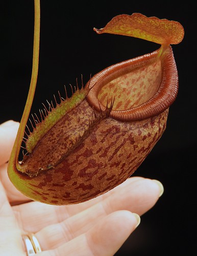 N. gymnamphora x tenuis - seed grown