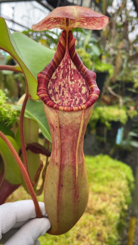 N. clipeata x (lowii x veitchii) - selected clones