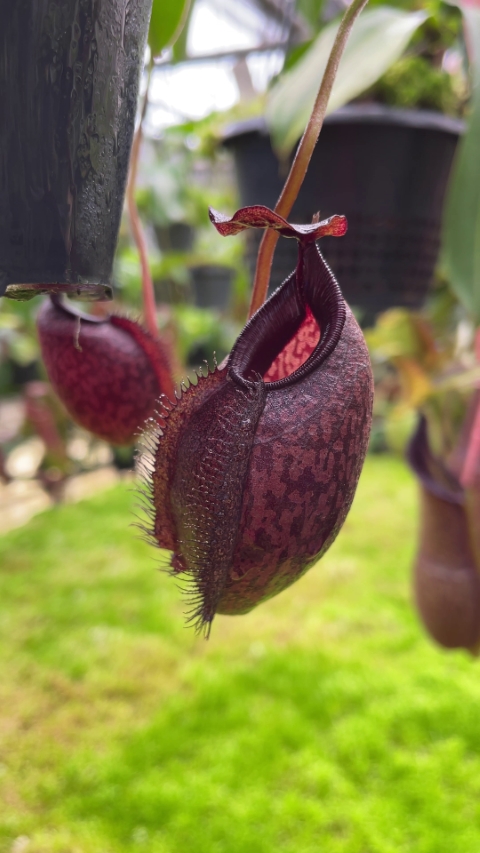 N. densiflora x aristolochioides – assorted clones