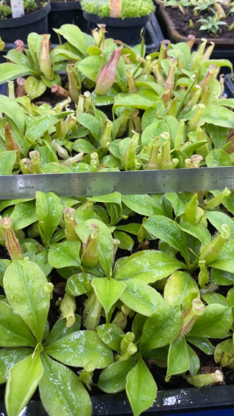 N. longifolia – single clone