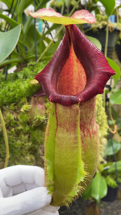 N. spathulata x (burbidgeae x edwardsiana)