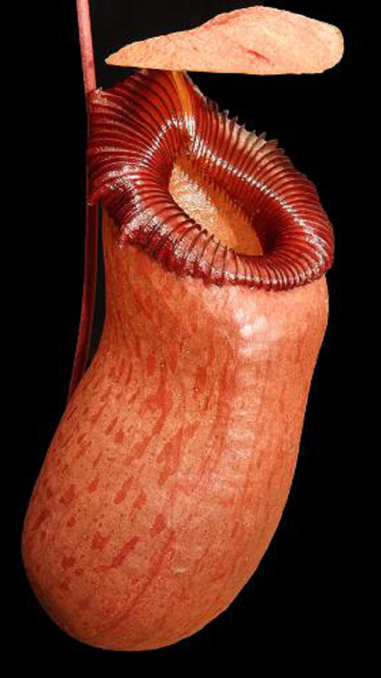 N. barcelonae - assorted clones