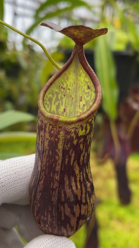 N. ceciliae ‘Mt. Kiamo’ – assorted clones