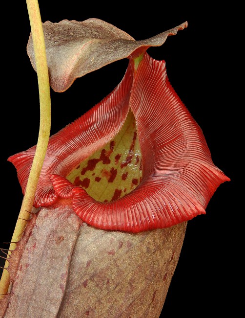 N. robcantleyi x tenuis – assorted clones