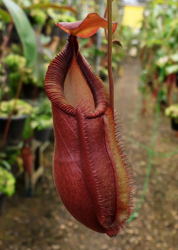 N. spathulata x diabolica – assorted clones