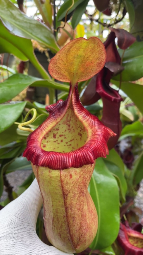 N. robcantleyi x (sibuyanensis x ventricosa)