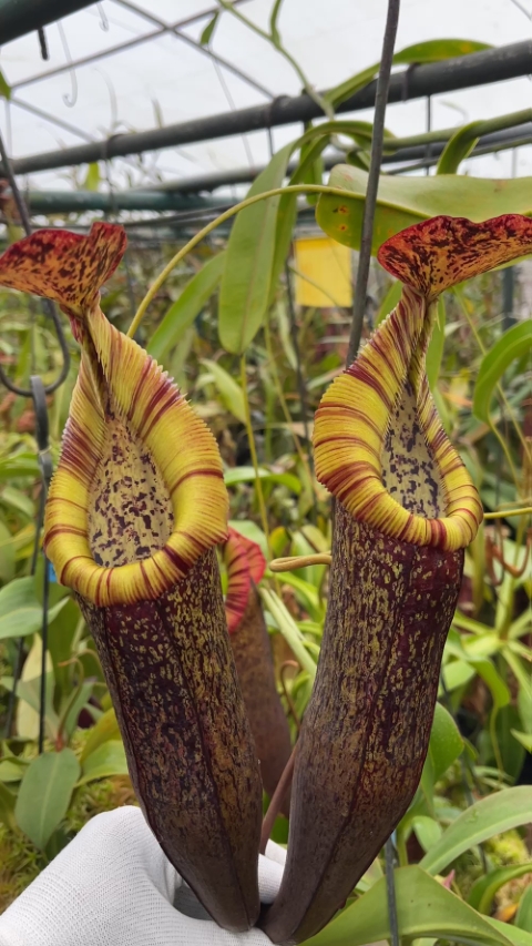 N. singalana x (burbidgeae x edwardsiana) – clone #4