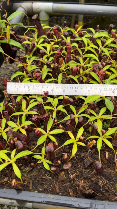N. singalana x lowii – assorted clones