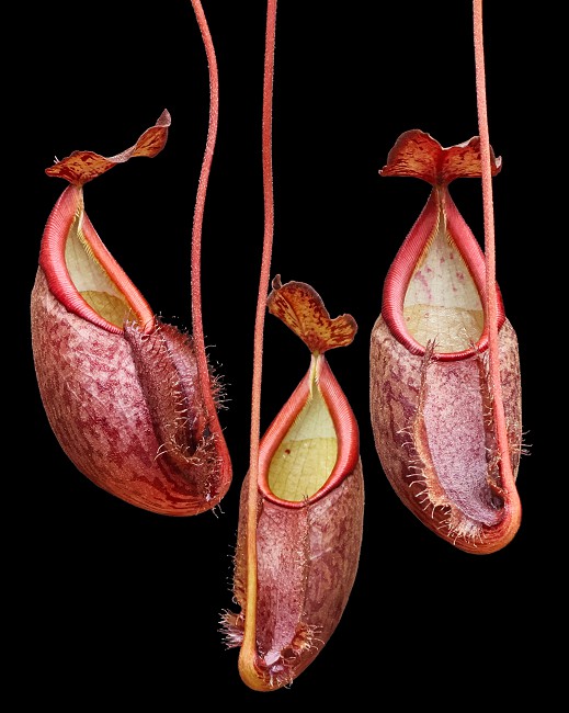 N. gymnamphora – Talakmau - assorted clones