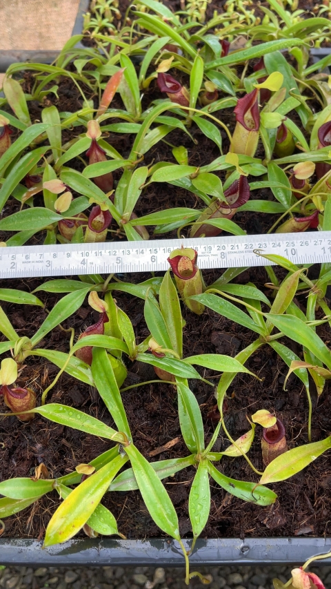 N. ovata – selected clone