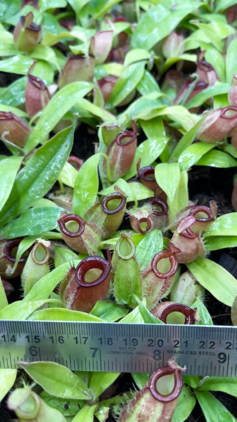 N. ampullaria - Brunei red - selected clone