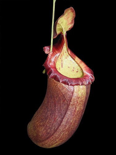 N. (ventricosa x sibuyanensis) x robcantleyi – assorted clones