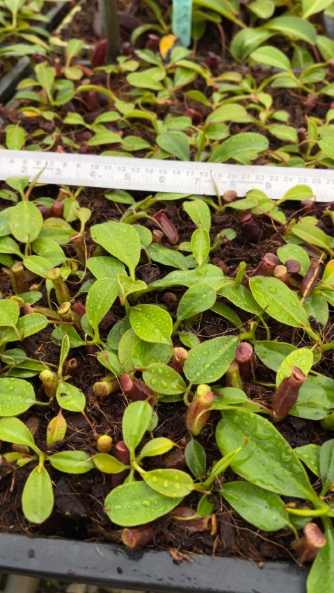 N. rajah x lowii - assorted clones