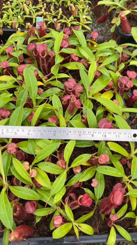 N. singalana x (burbidgeae x edwardsiana) – clone #4