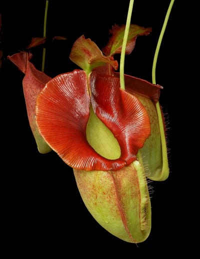 N. spathulata x jacquelineae – assorted clones