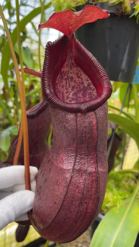 N. ‘Bill Bailey’ x robcantleyi – best selected clone