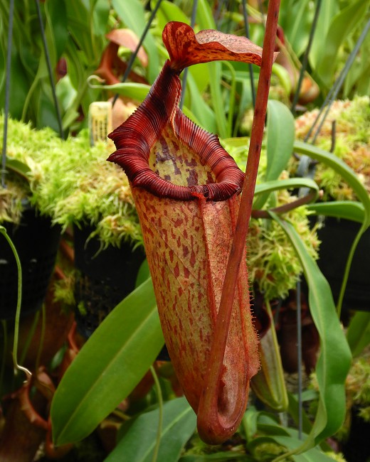 N. rajah x (burbidgeae x edwardsiana) – assorted clones