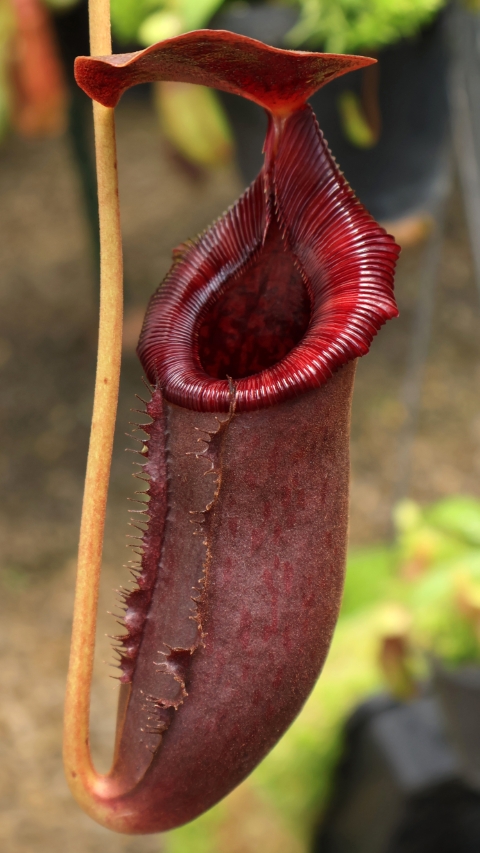 N. rajah x lowii - assorted clones