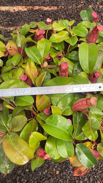 N. rajah x veitchii 'Gold Rush' – assorted clones