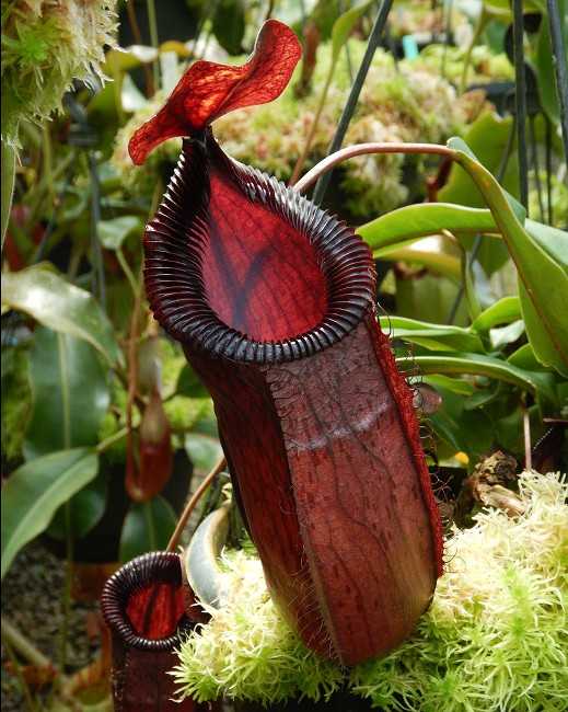 N. sibuyanensis x hamata - assorted clones