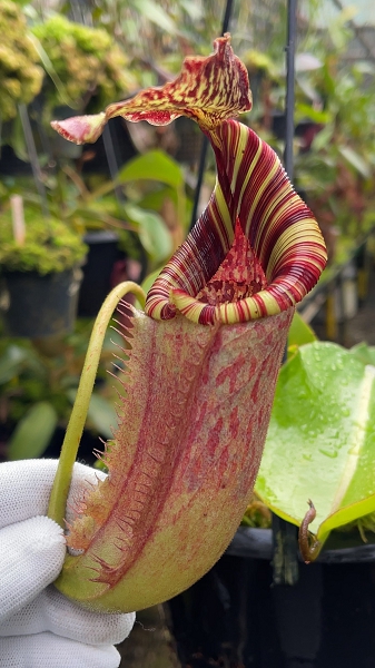 N. (veitchii x lowii) x burbidgeae - assorted clones