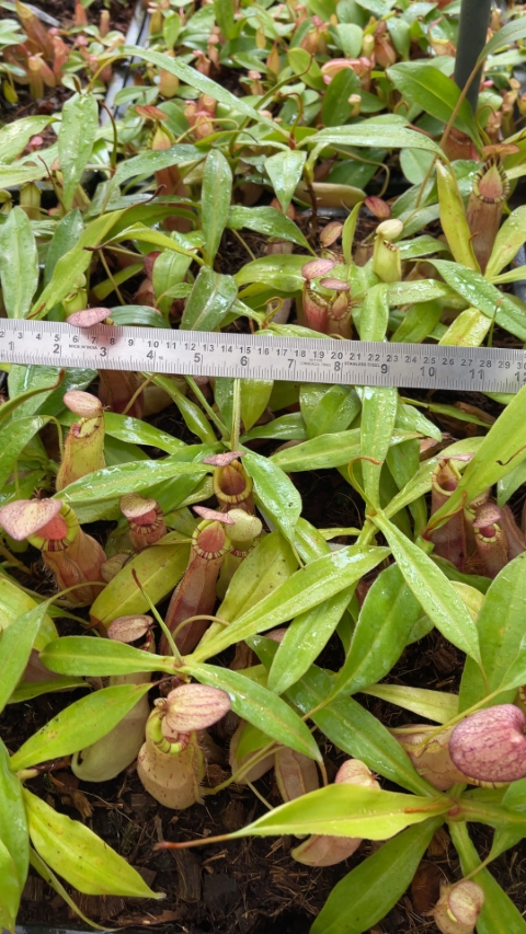 N. spectabilis x ‘Viking’ - assorted clones