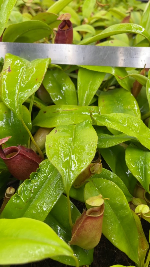 N. bicalcarata - Brunei red-flush - selected clone