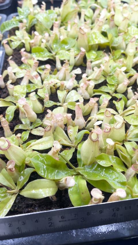 N. bicalcarata x ampullaria – selected clone