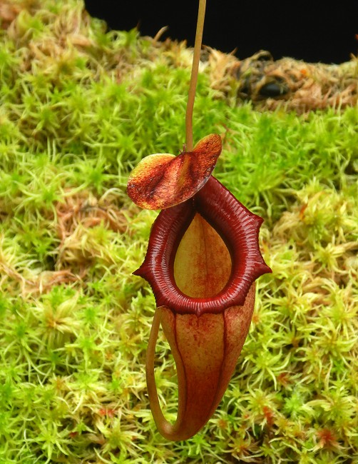 N. flava - assorted clones