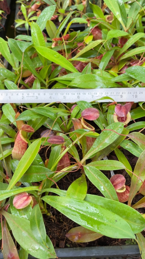 N. eustachya x tenuis - assorted clones