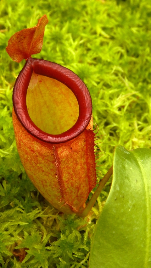 N. ampullaria x campanulata - best selected clone