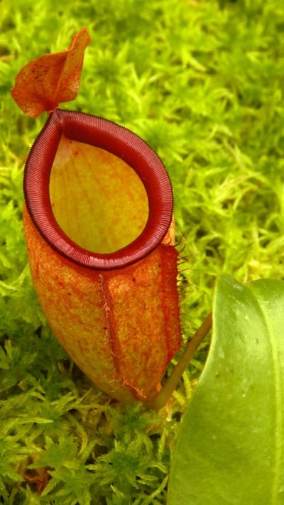 N. ampullaria x campanulata - best selected clone