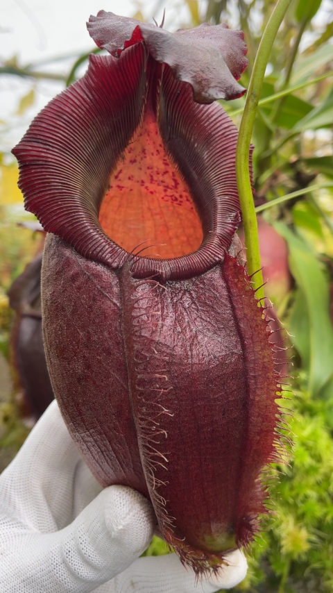 N. spathulata x gymnamphora – best selected clone