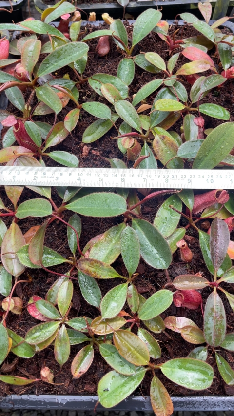 N. peltata x attenboroughii - assorted clones