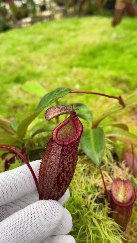 N. rajah x gymnamphora – assorted clones