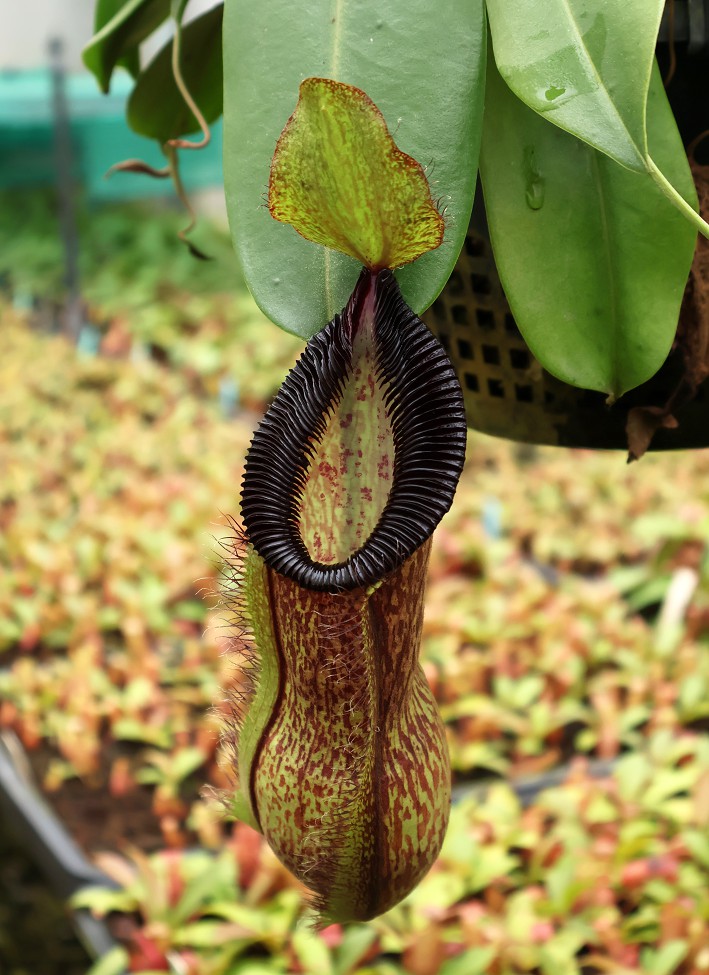 N. ventricosa x sibuyanensis – best selected clone