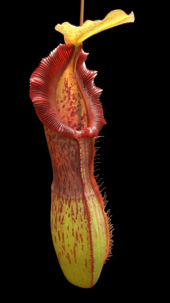 N. singalana x burkei - selected clone