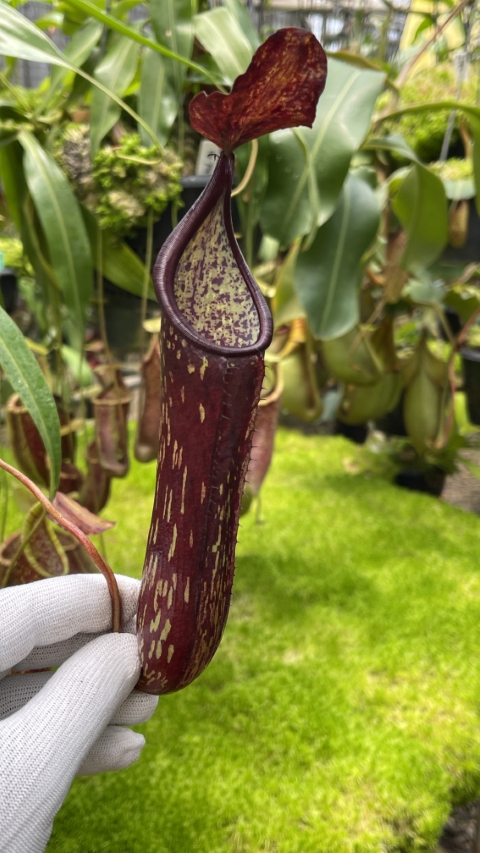 N. copelandii - assorted clones