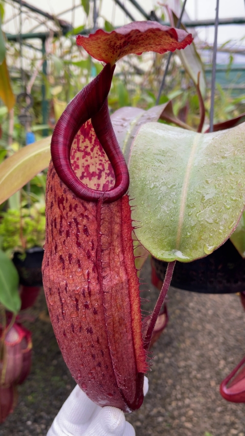 N. peltata x samudera - assorted clones