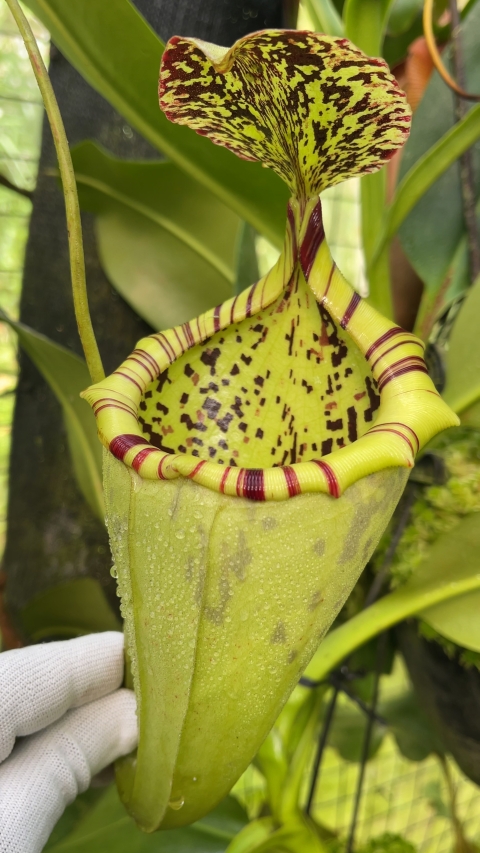 N. burbidgeae x campanulata – assorted clones