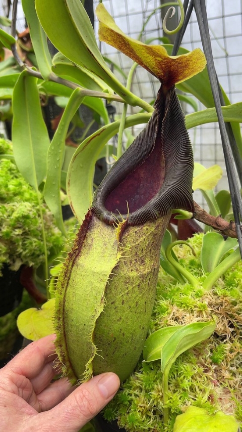 N. spathulata – best selected clone