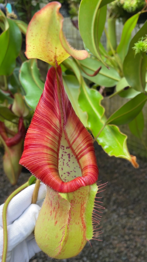 N. petiolata x veitchii - assorted clones