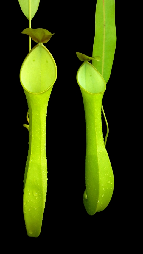 N. reinwardtiana – assorted clones