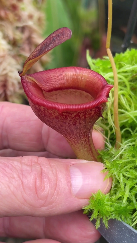 N. jamban – grex # 1 – two selected clones