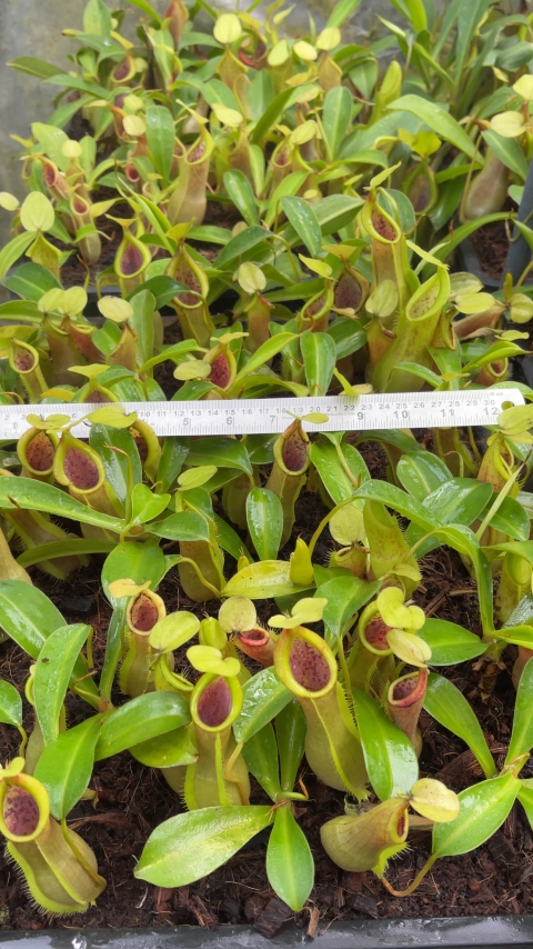 N. spathulata x tobaica – yellow-green