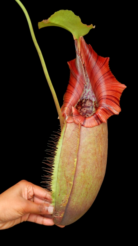 N. robcantleyi x ovata – best selected clone